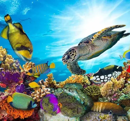 Scuba Diving Intro
