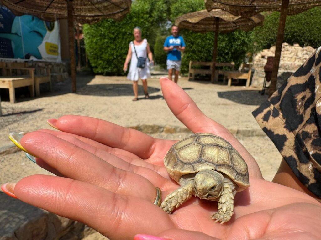 WhatsApp Image 2025-11-01 at 12.15.42 AM (1)