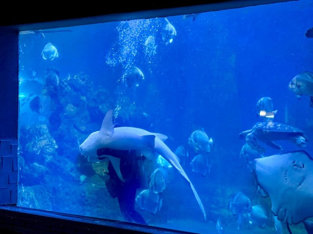 WhatsApp Image 2025-11-01 at 12.15.42 AM (2)