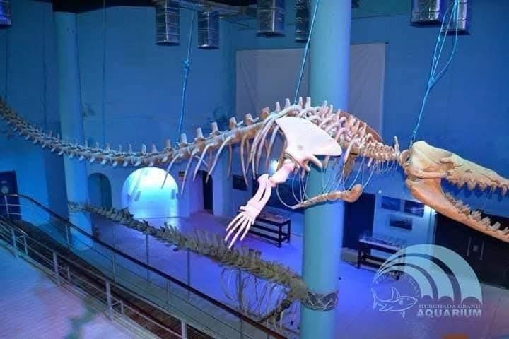 WhatsApp Image 2025-11-01 at 12.15.44 AM (1)