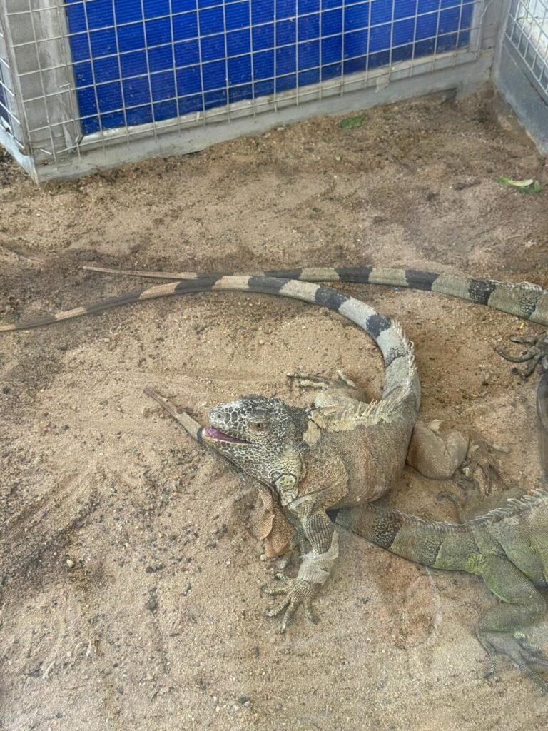 WhatsApp Image 2025-11-01 at 12.15.44 AM