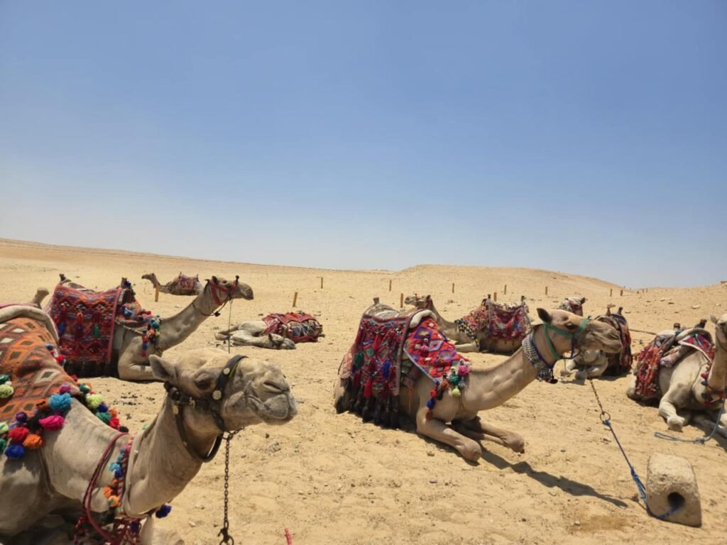 WhatsApp Image 2025-11-03 at 1.37.55 AM