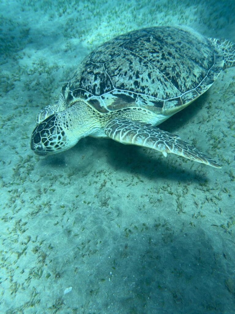 WhatsApp Image 2025-11-04 at 1.13.14 AM