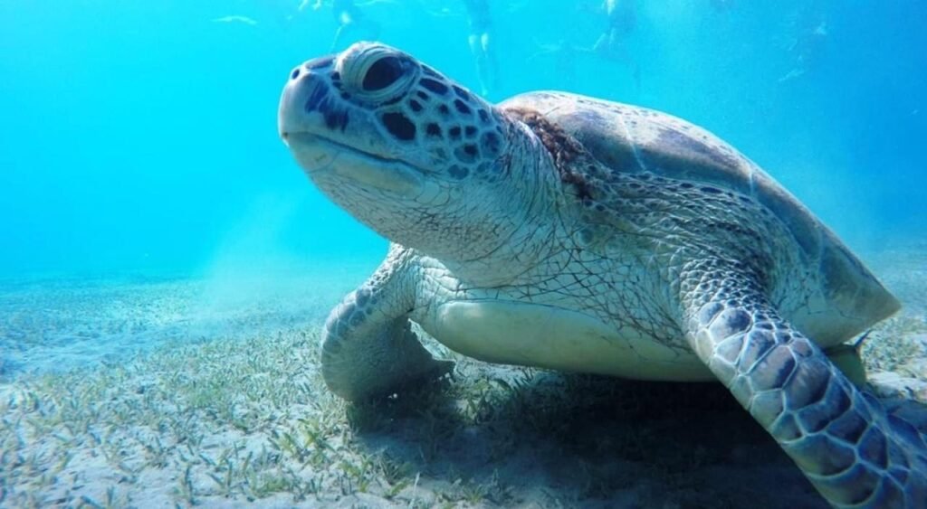 WhatsApp Image 2025-11-04 at 1.13.15 AM (3)