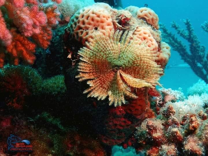 WhatsApp Image 2025-11-04 at 1.20.00 AM (1)