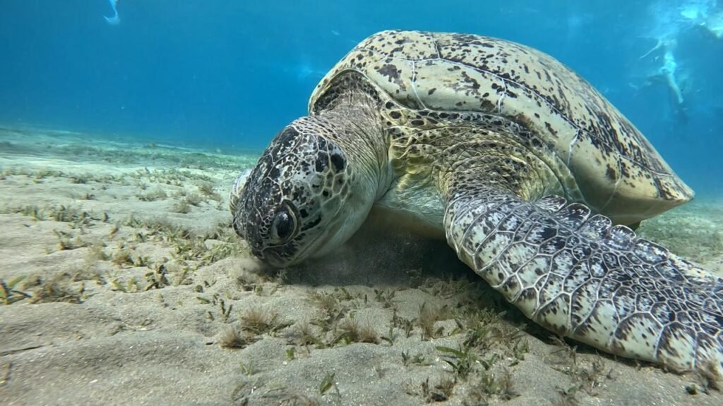 WhatsApp Image 2025-11-04 at 1.27.43 AM