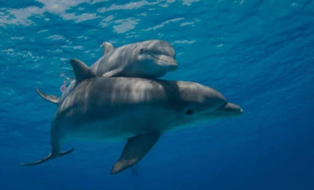 WhatsApp Image 2025-11-04 at 1.27.43 AM (2)