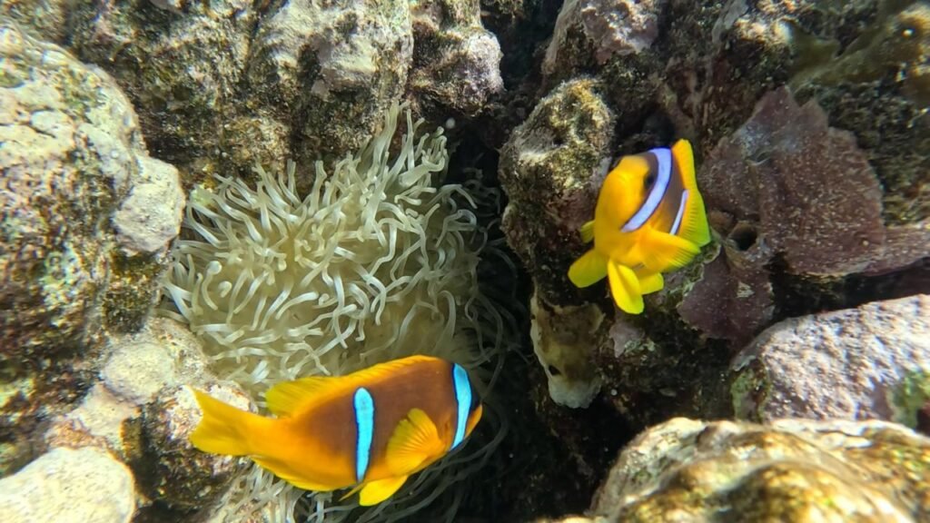 WhatsApp Image 2025-11-04 at 1.27.44 AM (2)