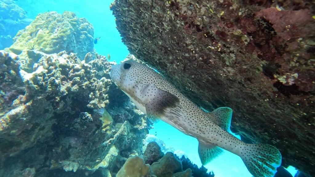 WhatsApp Image 2025-11-04 at 1.34.07 AM (3)