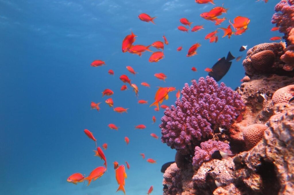 WhatsApp Image 2025-11-04 at 1.43.29 AM (1)