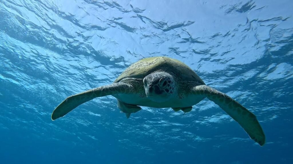 WhatsApp Image 2025-11-04 at 1.44.32 AM (3)