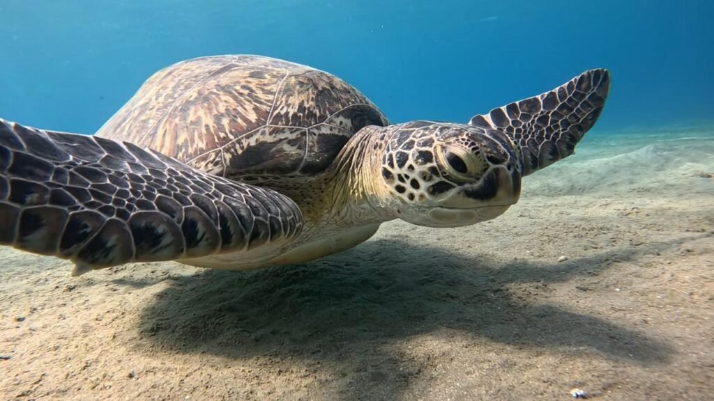 WhatsApp Image 2025-11-04 at 1.44.33 AM (1)