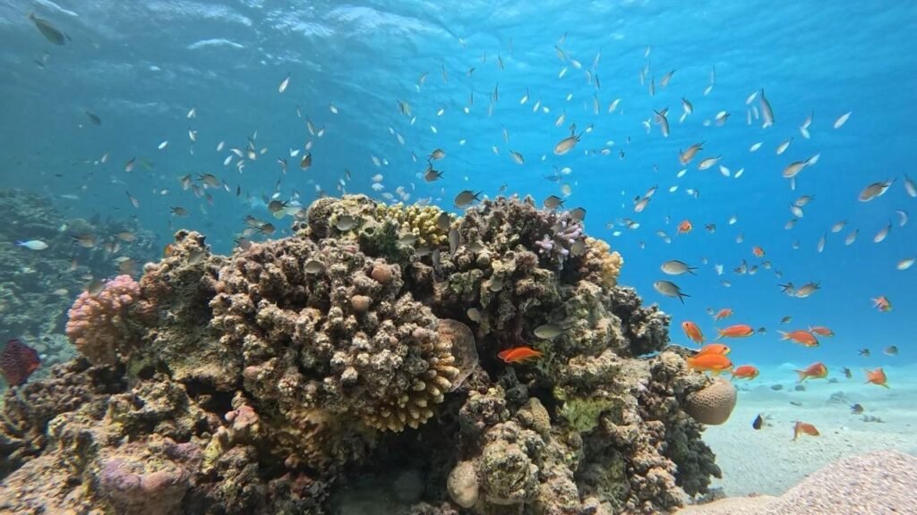 WhatsApp Image 2025-11-04 at 1.44.33 AM (2)