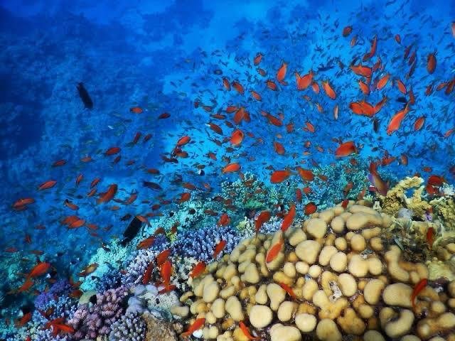 WhatsApp Image 2025-11-04 at 12.59.55 AM (1)