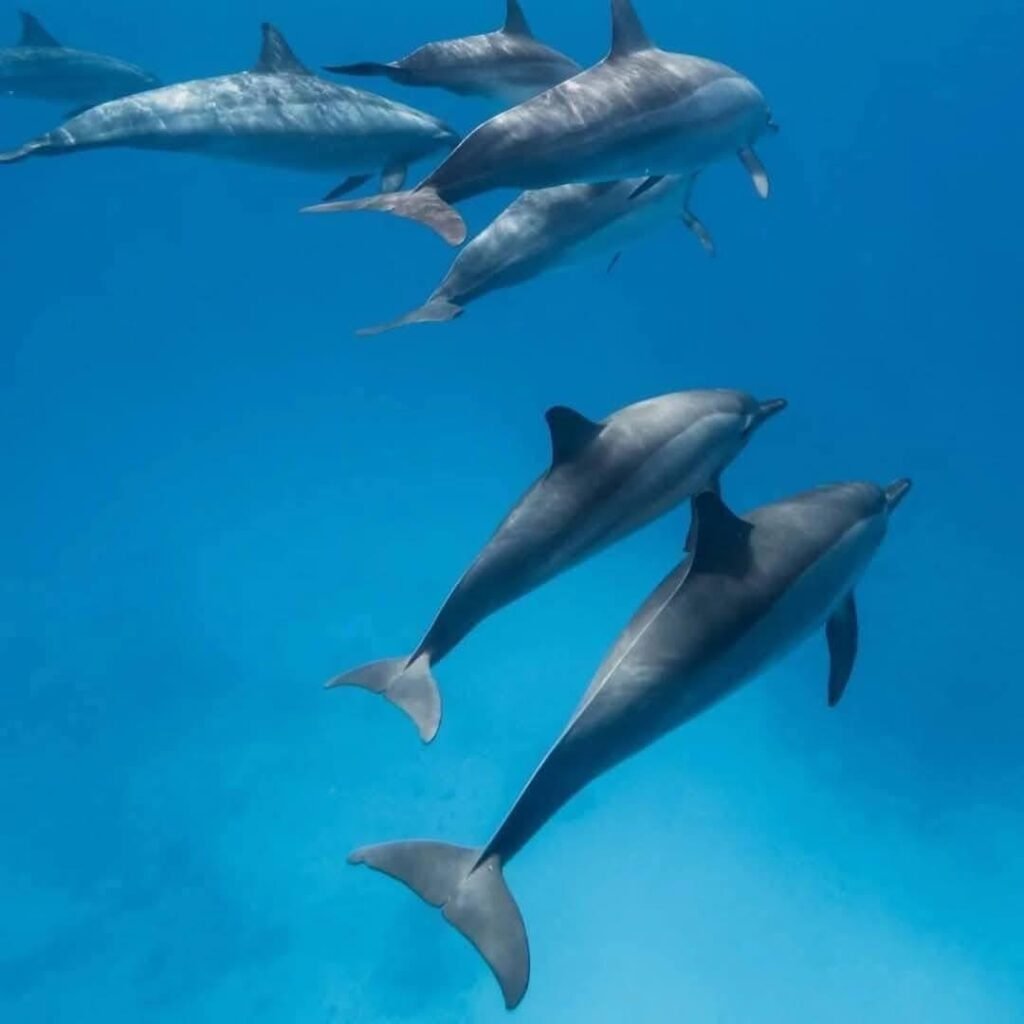 WhatsApp Image 2025-11-25 at 1.53.25 AM (1)