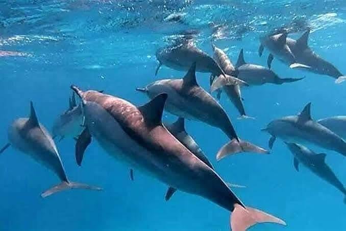 WhatsApp Image 2025-11-27 at 2.03.24 AM (2)